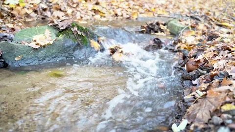 Fast mountain river flows through autumn forest with yellow leaves on ground Stock Footage 168316254