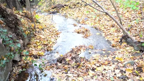 Fast mountain river flows through autumn forest with yellow leaves on ground Stock Footage 168316923