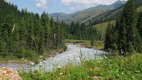 A fast mountain river flows through a dense coniferous forest Stock Footage 343386733