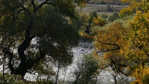 Fast mountain river flows. View thru the trees Video stock 82685445