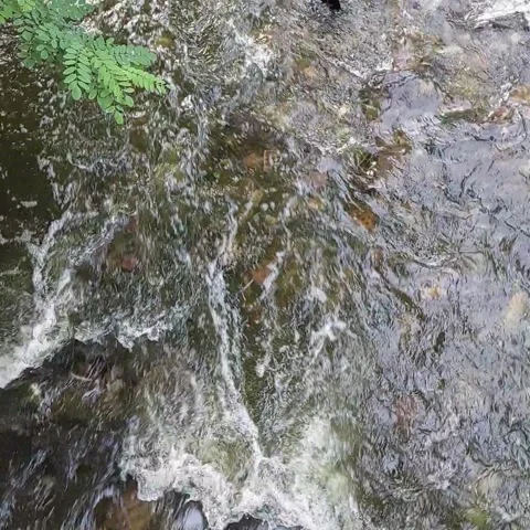 Fast mountain river stream with clear water and stone bottom square layout video Stock Footage 340167799