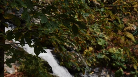 Fast mountain stream flowing over rocks in autumn forest Stock-Footage 347734027