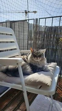 Fast movement cat washes itself while sitting on balcony chair Stock Photos