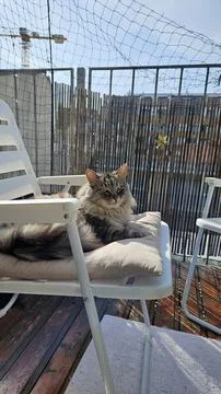 Fast movement cat washes itself while sitting on balcony chair Stock Photos