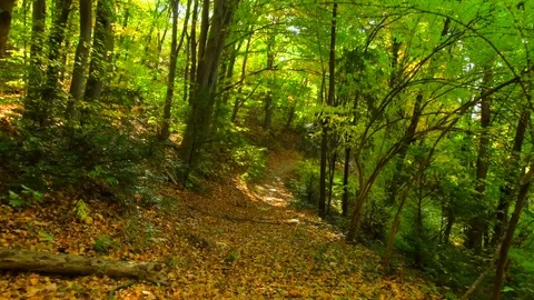 Fast movement in the forest with fallen leaves sun rays under amazing tree tops. Stock Footage 82170819