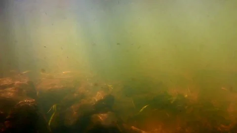 Fast Movement Through Underwater River Environment; Submerge Video stock 104058475