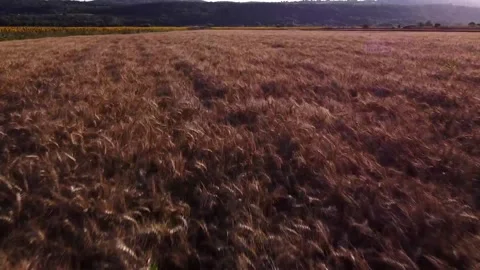 Fast moving Aerial Flight over wheat field and Sunflowers Drone view agricult Stock Footage 219282103