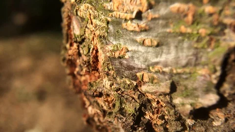 Fast moving ants on tree 스톡 동영상 125683655