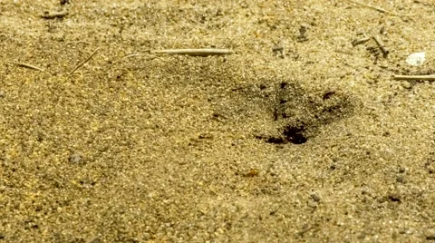 Fast moving Australian ants creating ant hill hole by excavating soil granule Stock Footage 61532048