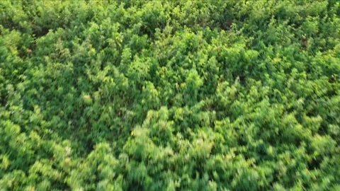 Fast moving backwards over a green meadow Stock Footage 157990978