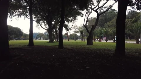 Fast moving between trees in a park Stock Footage 150766929