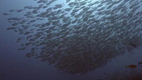 Fast moving big school of Bonitos under water shot, Raja Ampat, Indonesia Video stock 296653685