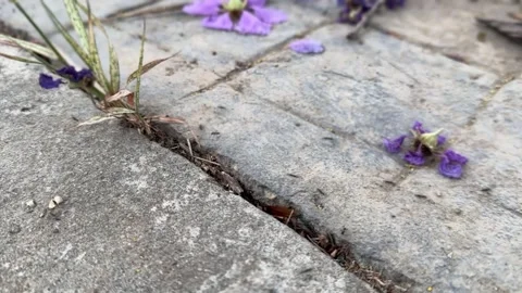 Fast-moving black ants in close-up surrounding dried flowers Stock Footage 312855387