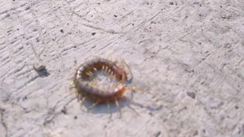 Fast moving centipede on hot asphalt road surface outdoors Video stock 343747575
