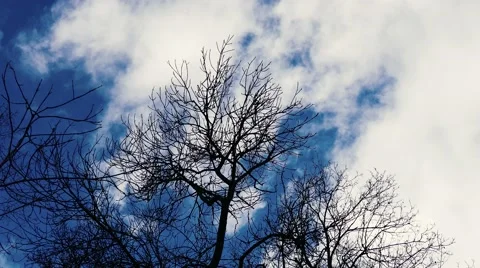 Fast Moving Clouds Behind Naked Trees Stock Footage 58683350
