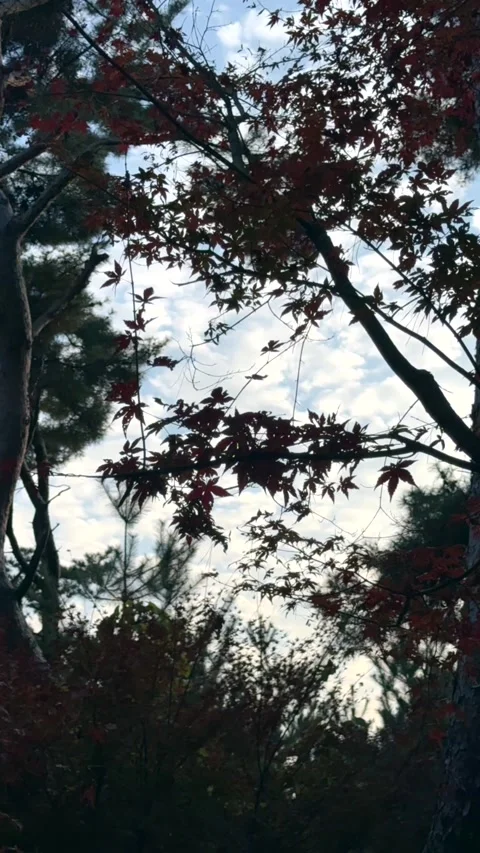 Fast moving clouds drift above autumn trees with dark red foliage. Cloud motion Stock Footage 343476514