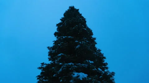 Fast moving clouds over lone pine tree in winter night Stock-Footage 166980055