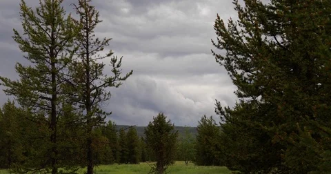 Fast moving clouds over a pine forest 4k 24fps Stock Footage 79327185