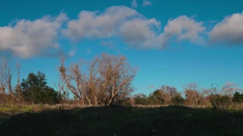 Fast moving clouds over winter trees evening Stock Footage 325800163