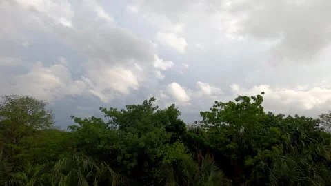 Fast moving clouds, swaying tree leaves Stock Footage 243260462