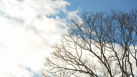 Fast moving clouds whip past bare winter oak trees Stock Footage 128695131
