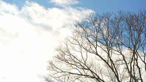 Fast moving clouds whip past bare winter oak trees Stock Footage 128695318