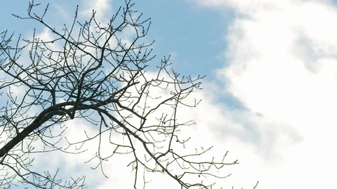 Fast moving clouds whip past bare winter oak trees Stock Footage 128708131