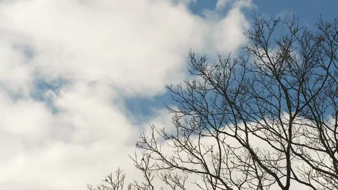 Fast moving clouds whip past bare winter oak trees Stock Footage 128767866