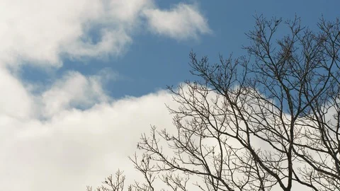 Fast moving clouds whip past bare winter oak trees Stock Footage 128835603