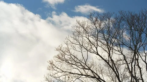 Fast moving clouds whip past bare winter oak trees Stock Footage 128840512