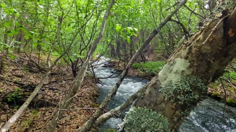Fast moving creek in forest. Stock Footage 196943740
