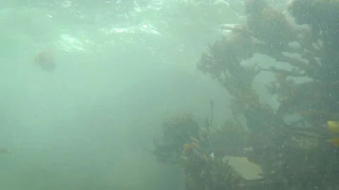 Fast Moving Current Underwater Through Seaweed, Dalkey, County Dublin Stock Footage 179598632