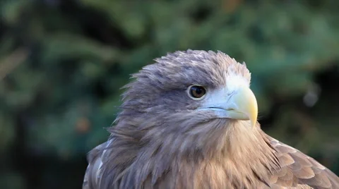 Fast moving of head of white-tailed sea eagle or erne, Haliaeetus albicilla, Stock-Footage 46441467