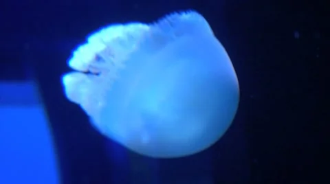 Fast Moving Jellyfish Stock Footage 7182560