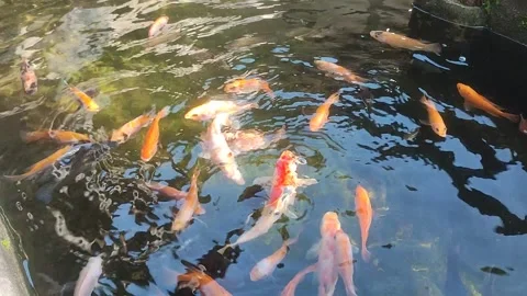 A fast-moving orange fish Stock Footage 303206965