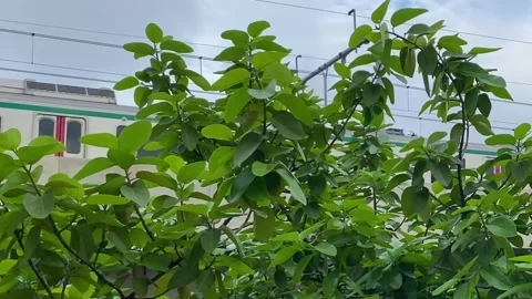 Fast moving public Metro rail transport seen through green tree leaves against Stock Footage 334266116