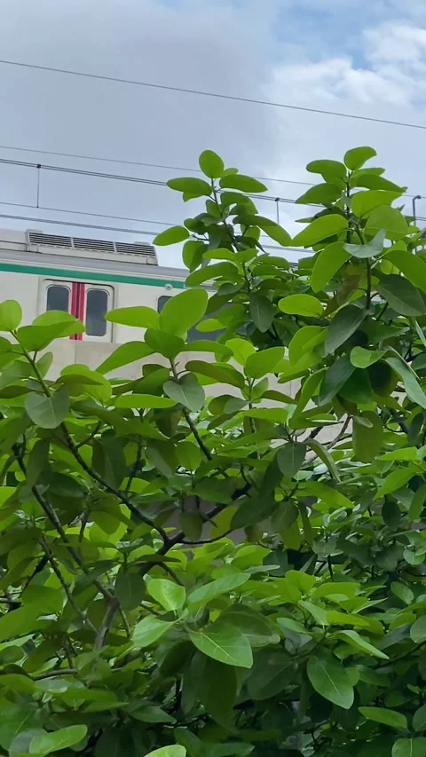Fast moving public Metro rail transport seen through green tree leaves against Stock Footage 334267420