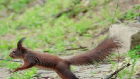 A fast moving red squirrel dashes across a patch of green grass, captured with Stock Footage 336815193