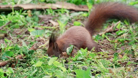 A fast moving red squirrel dashes across a patch of green grass, captured with 스톡 동영상 336815487