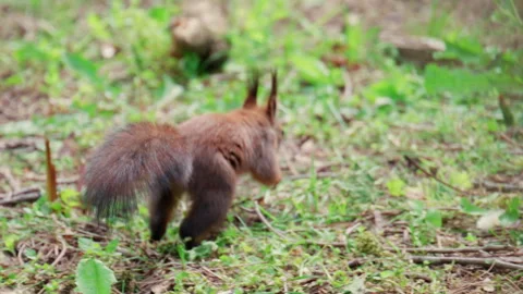 A fast moving red squirrel dashes across a patch of green grass, captured with Stock Footage 336815675