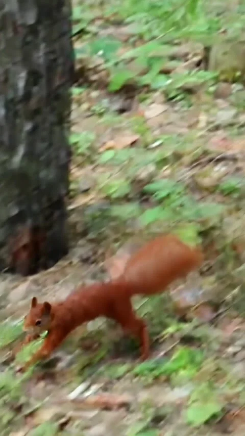 Fast moving red squirrel running through woodland forest setting Video stock 314108880