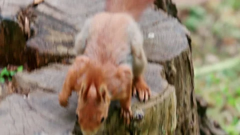 Fast moving red squirrel running across grass and soil covered with leaves and Stock Footage 336804434
