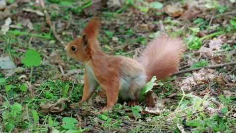 Fast moving red squirrel running across grass and soil covered with leaves and Stock Footage 336811106