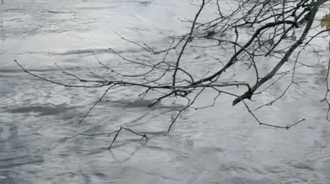 Fast moving river and branches Video stock 12625868