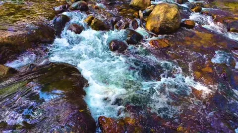Fast Moving River in the Forest Video stock 264456477