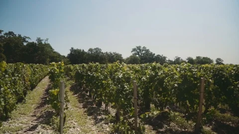 Fast moving shot of rows of grapevines in French vineyard Stock Footage 100296568