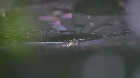 Fast Moving Spider Attack on Web Shallow Depth Video stock 65922989