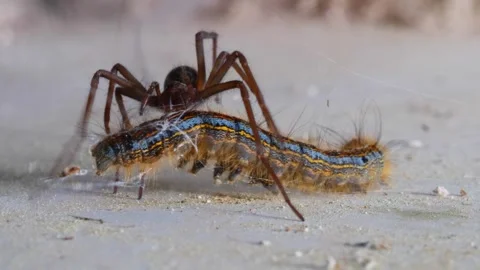 Fast-moving spider overpowers processionary caterpillar Stock Footage 266922457