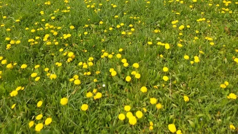 Fast moving on spring dandelion flowering meadow Video stock 128930351