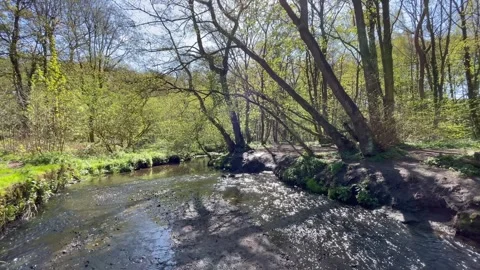 Fast moving stream countryside sunshine Stock Footage 250557282